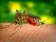 Oxitec apoyada por Bill Gates libera millones de mosquitos modificados genéticamente
