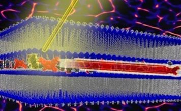 Diseñan una máquina impulsada por la luz que emula el movimiento celular